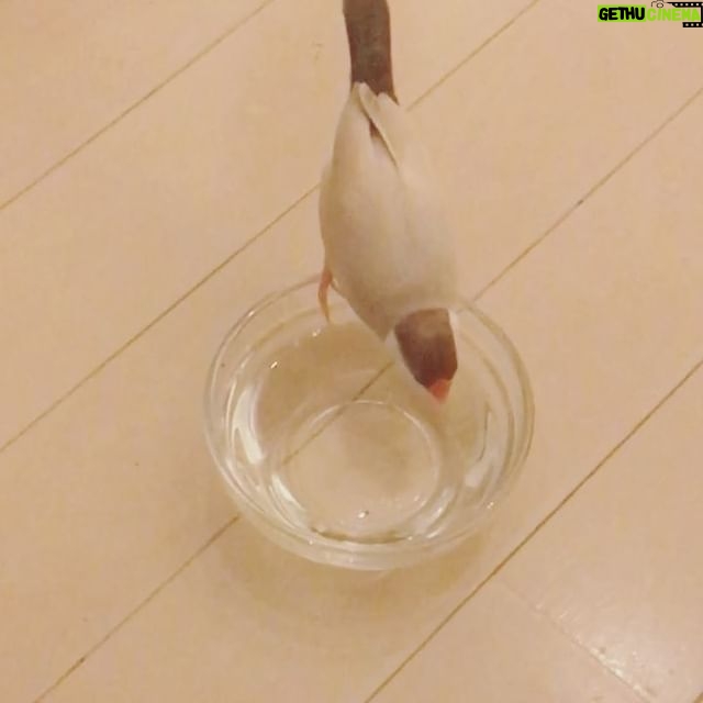 Kano - 1.2K Likes - それは飲み水だよ〜。゚(゚´ω`゚)゚。 #文鳥 #水浴び
