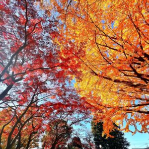 Kaori Nazuka Instagram - 🍁
紅葉キレイだった〜♪

短い時間だったけど
楽しく幸せな時間♡

公園久しぶりだったなぁ…🕊️