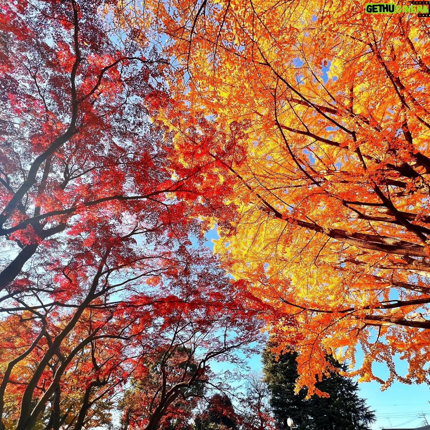 Kaori Nazuka - 1.1K Likes - 🍁
紅葉キレイだった〜♪
短い時間だったけど
楽しく幸せな時間♡
公園久しぶりだったなぁ…🕊️