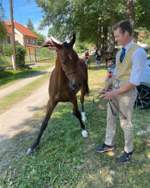 Karolína Krezlová Instagram - Mám nějakou nostalgickou a chybí mi ten náš raubíř ❤️ Já jemu určitě taky, protože nemá koho tejrat..

#arabskyplnokrevnik#welshbred#welsh#horselove