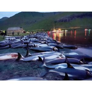 Karolina Wydra Instagram - Repost from @paulnicklen
•
Please comment with a 💔 if you find these images of slaughtered white-sided dolphins as horrific as I do. They are the victims of a traditional dolphin hunt called Grindadráp (or "The Grind") that takes place annually on the shores of the Faroe Islands, an archipelago between Iceland and Norway. Last week's horrific event is estimated to be the largest single cull in the island's history, with even seasoned whalers deeming the slow, cruel mass killing of over 1,400 white-sided dolphins in a single day unethical. I don't believe "tradition" is an adequate justification for this senseless practice. In fact, I can't think of a single reason why it should be allowed to continue. If you agree, please visit the link in my bio and sign our @OnlyOne petition urging the Faroese Prime Minister to end the Grindadráp for good. With @SeaLegacy. Photos by @SeaShepherd. #Dolphin #WhiteSidedDolphin #FaroeIslands #Faroe #Slaughter #VisitFaroeIslands #ForTheOcean #SaveTheOcean #MarineConservation #OnlyOne