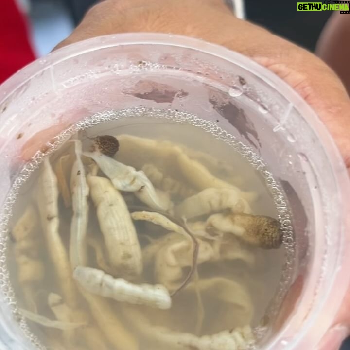 Karyn Wong - 452 Likes - 我是兴化人!可是我不会讲兴化话 哈哈🤣🤣🤣
So fun to get to know a little bit more about my heritage at the Hing Hwa Festival! I didn’t know that in PuTien, Pipa is one of the main produce, and that we had so many similar yet different dishes with the other dialects!
The 🐛 worm dish in 3️⃣ though 😖😖😖 I still cannotttttt. So many encounters with 虫虫 this month.
Also… those moments when this daddy who is part of the committee went around telling people “这是我的女儿” was super awkward for me zomggggg 😅