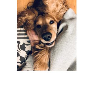 Katarzyna Herman Instagram - Noooooo 
nie było łatwo -całe życie na łańcuchu -  nie dziwota ,że reagował agresywnie
 (pogryzł 21 razy -przepraszamy cię @annasiek zwłaszcza @picnawode  też)
Minął rok - jak inny pies 
-nie gryzie ,uśmiecha się nawet 
 🎂💥💥
#duma#sukceswychowawczy 

#adoptujniekupuj 
#adoptuj #pies #piesprzyjacielczlowieka