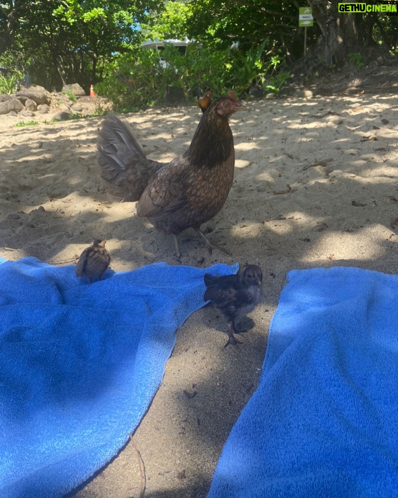 Kate Buatti - 3 Likes - made some new friends 🦭🐓
