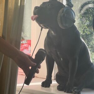 Kate Rusby Instagram - So during the making of LIGHT YEARS I asked Freda to do BVs on a track…….. can I just say HOW RUDE!!! 😳🤣🎄🎊
Gotta love the honesty of a Staffy!! 🥰🌟 Anyone spotted her barking on a track?? 😃