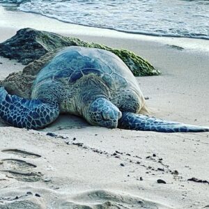 Kathleen Rose Perkins Instagram - Sea turtles George, 55 years old, and Hao, 32, basking on #laniakeabeach🐢  #ikissedaturtleandilikedit