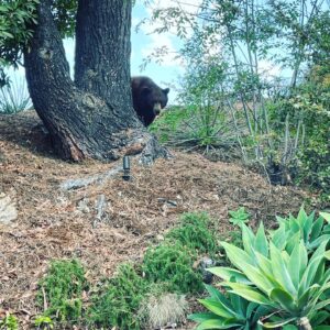 Kathleen Rose Perkins Instagram - This guy was hanging out behind our bedroom this morning.