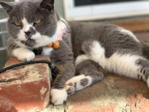 Kathy Wu Instagram - My gangster kitty #catsofinstagram