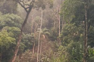 Katia Repina Instagram - Postcards from Rio & jungle poetry 

#riosejaneiro #brazil #jungle #dji #drone #dronephotography