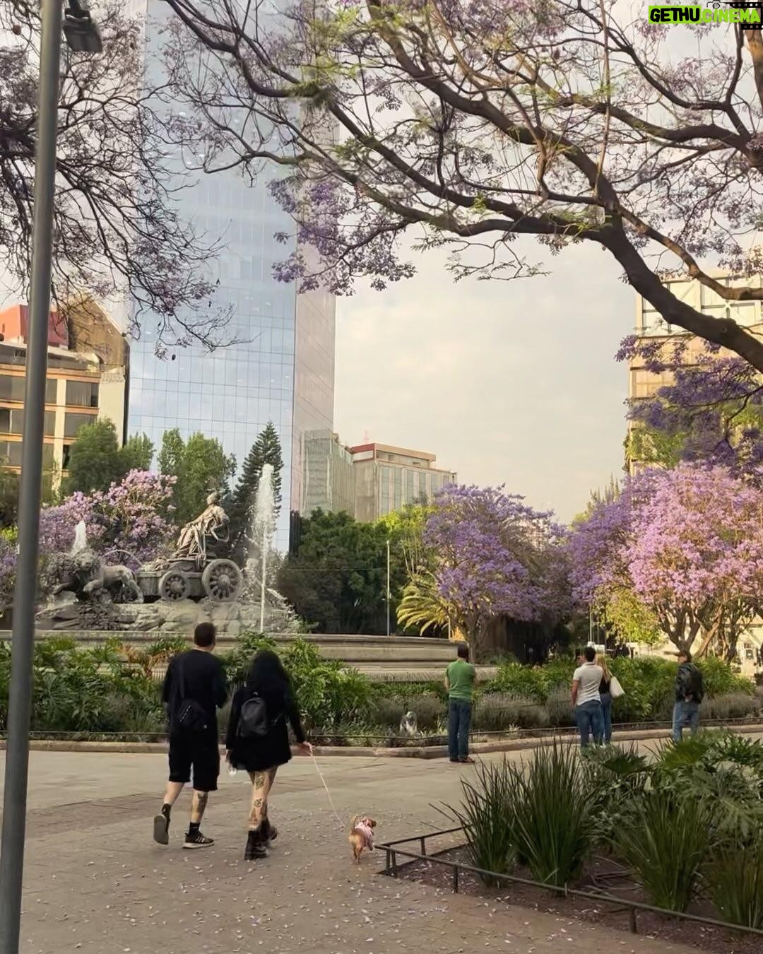 Katia Repina - 3 Likes - Glimpses of CDMX’s magic 🌹
#mexicocity #cdmx #mexico #photooftheday