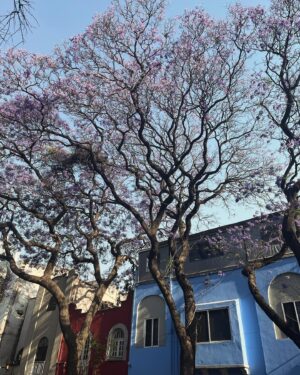 Katia Repina Instagram - Glimpses of CDMX’s magic 🌹 

#mexicocity #cdmx #mexico #photooftheday