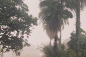 Katia Repina Instagram - Postcards from Rio & jungle poetry 

#riosejaneiro #brazil #jungle #dji #drone #dronephotography