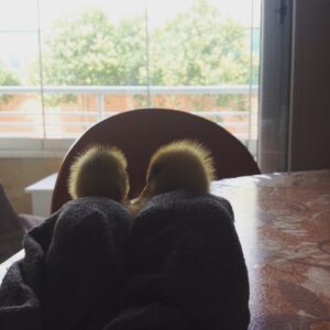 Kaya Giray Instagram - Kurulanma vakti #dry #time #duck #baby