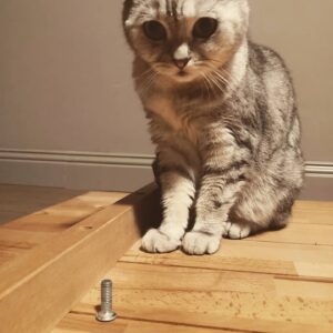 Kaya Yanar Instagram - Mein Kater hat 'ne Schraube locker.