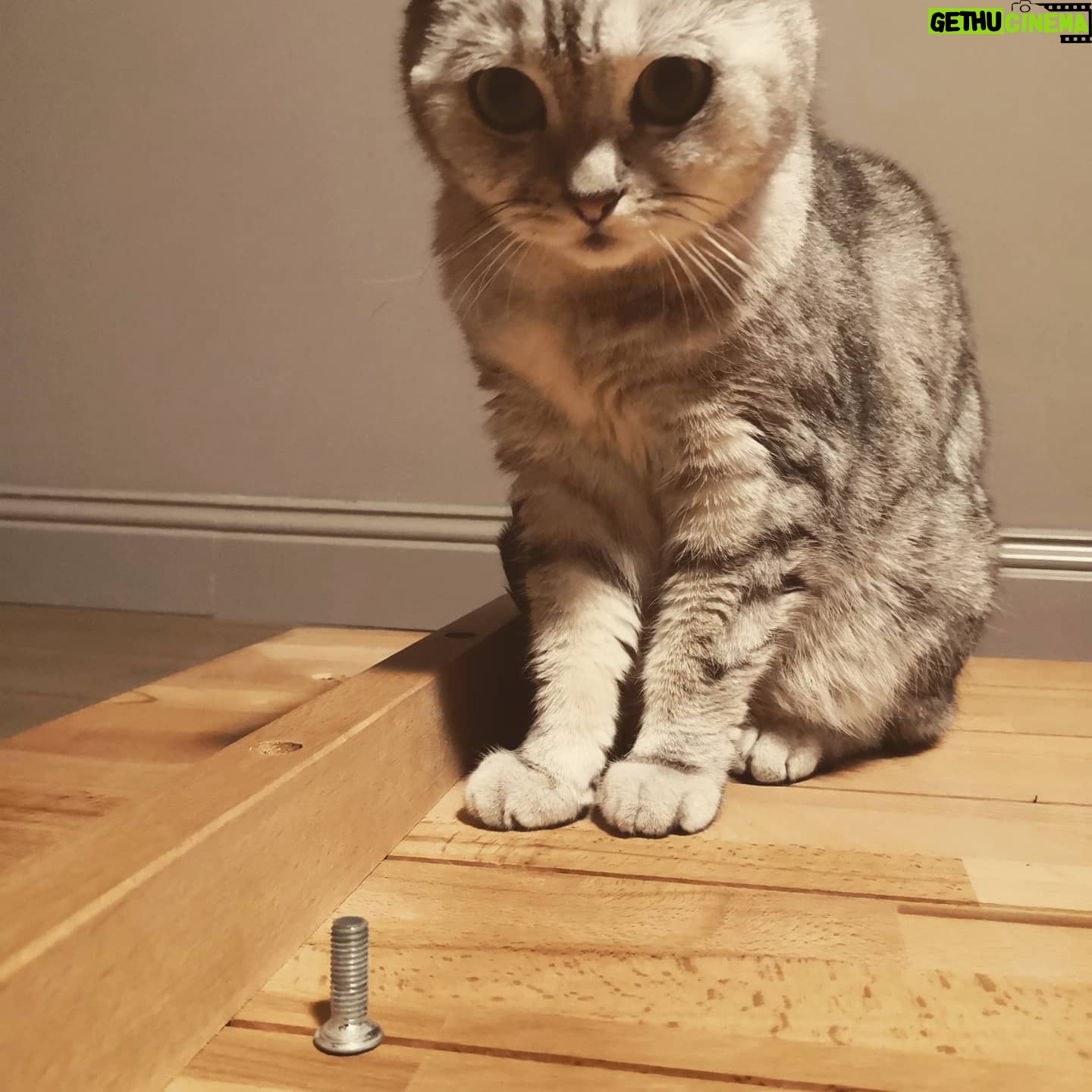 Kaya Yanar - 7.4K Likes - Mein Kater hat 'ne Schraube locker.