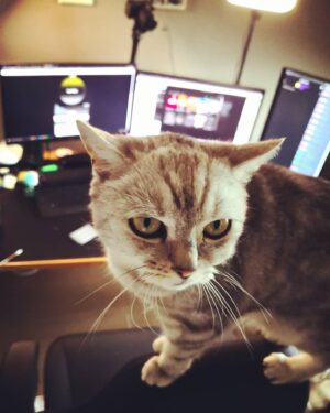 Kaya Yanar Instagram - Sir Ponsen streamt bald selbst 🐱