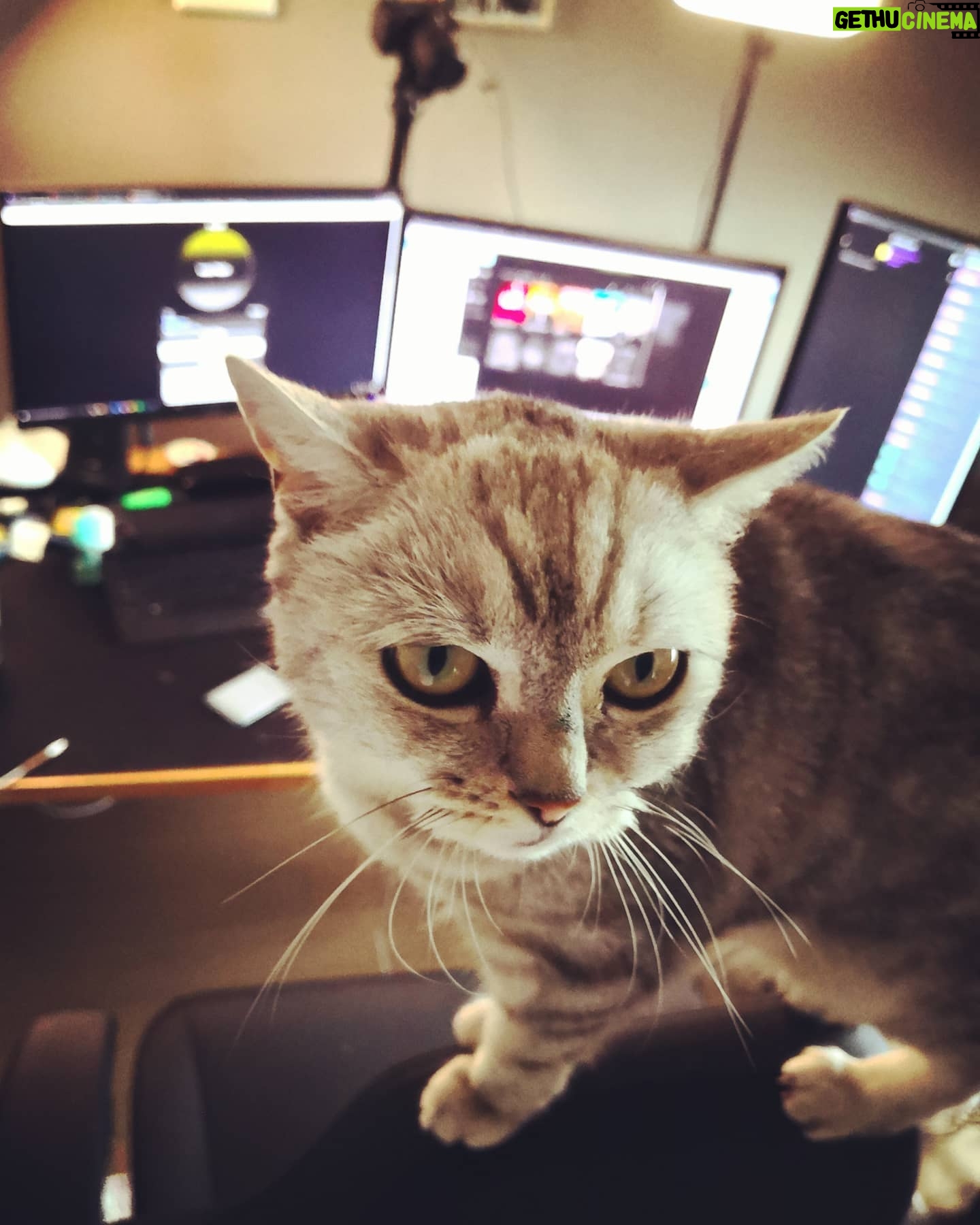 Kaya Yanar - 6.1K Likes - Sir Ponsen streamt bald selbst 🐱