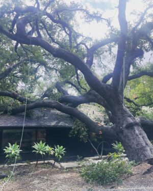 Kaylee DeFer Instagram - Our 200 yr old wedding tree was taken out by the storm early this morning. So crazy to watch something older than most other living things on this earth just fall down. Everyone is safe. We’re just a little shaken up. We’re fortunate her branches were so wide they caught at multiple points on the roof. Otherwise, she would’ve fallen straight through our boys rooms. Be safe. Cali is crumbling.