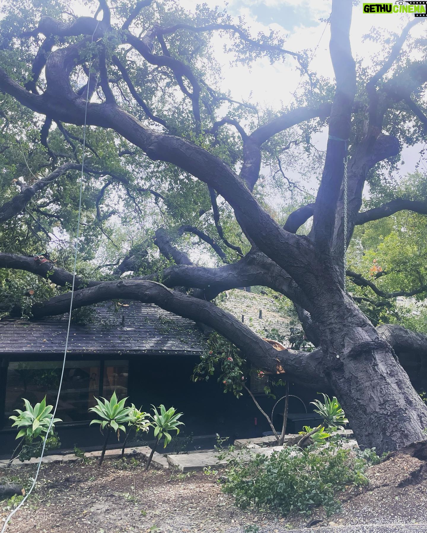 Kaylee DeFer - 2K Likes - Our 200 yr old wedding tree was taken out by the storm early this morning. So crazy to watch something older than most other living things on this earth just fall down. Everyone is safe. We’re just a little shaken up. We’re fortunate her branches were so wide they caught at multiple points on the roof. Otherwise, she would’ve fallen straight through our boys rooms. Be safe. Cali is crumbling.