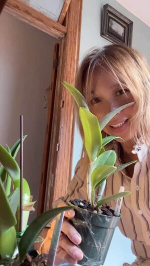 Kazu Makino Instagram - dunno this moved  me to 🥹to receive such a beautiful orchid #peckaviensis after you and your orchids survived  #hurricaneian @palmerorchids i thank you…wish me luck that i don’t 🌀 she so beautiful