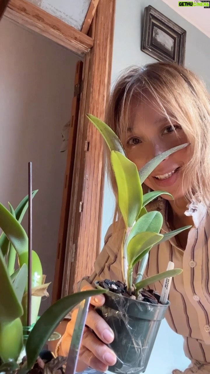 Kazu Makino - 1.5K Likes - dunno this moved me to 🥹to receive such a beautiful orchid #peckaviensis after you and your orchids survived #hurricaneian @palmerorchids i thank you…wish me luck that i don’t 🌀 she so beautiful
