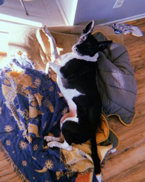 Keir Gilchrist Instagram - Some dogs!