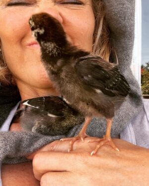 Kelly Carlson Instagram - Silver Laced Wyandottes 🐣