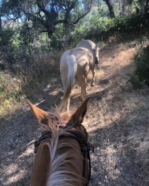 Kelly LeBrock Instagram - My horse saddled and bridled, while her best friend walks free 
Such an amazing experience, with these magical creatures 🤠