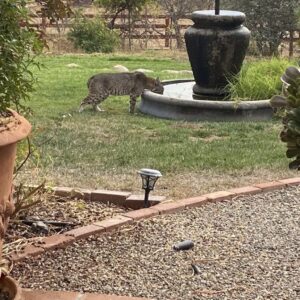 Kelly LeBrock Instagram - This majestic BOB cat , came to drink from my fountain and allow me to spend a moment . Bless this beautiful soul ❤️