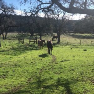 Kelly LeBrock Instagram - Animals are my life ❤️ a direct line to joy , reflections and majesty 🙏