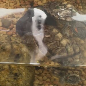 Kelly Liao Instagram - 補上 五月
謝謝角色帶我來到 這個溫馨可愛的家
🤍🐢