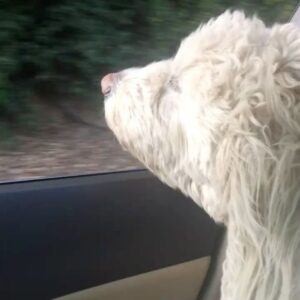 Kelly Wakasa Instagram - last night my dog, Kolby Kobe Wakasa, passed awayā¤ļøthanks for the past 16 years, for pulling me on my skateboard, for protecting my fam, and being the best dog ever š„¹ will miss u forever kolbs