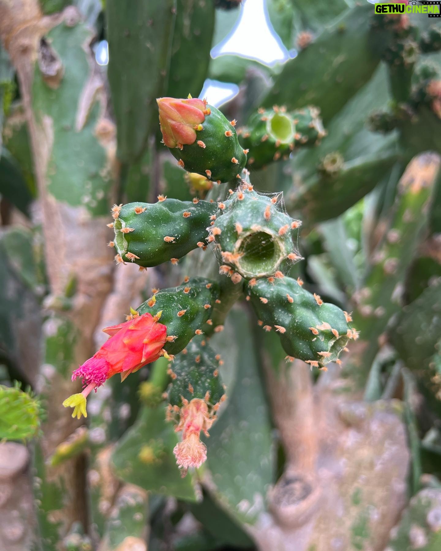 Kelsey Crane - 1K Likes - 🌺 Flora Farms🌵Thank you for your abundant farm land, organic food, live music, gorgeous staff, carrot juice margaritas, fresh burrata, farm spa, turtle pond, and flower crowns… I could go on 🍋 Oh I’m so full and inspired 🌴Can’t wait to come back ✨
