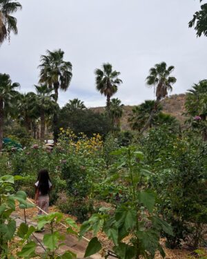 Kelsey Crane Instagram - 🌺 Flora Farms🌵Thank you for your abundant farm land, organic food, live music, gorgeous staff, carrot juice margaritas, fresh burrata, farm spa, turtle pond, and flower crowns… I could go on 🍋 Oh I’m so full and inspired 🌴Can’t wait to come back ✨