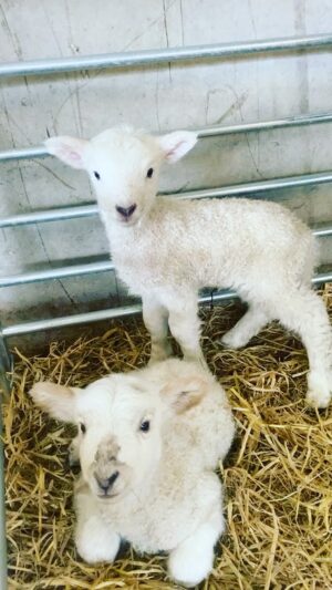 Kelvin Fletcher Instagram - OUR FIRST LAMBS! 😍

Twins too! Must be in the family 😜

@fletchersonthefarm