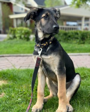 Kenny Brain Instagram - Everyone. Meet Kevin. My new son. I adopted him from a rescue agency this weekend and I couldn’t be happier! It’s been a long time since I’ve had a puppy so we are still getting into our groove - but he’s sleeping through the night and pooping outdoors so I think we are off to a pretty damn good start. Obviously, this is a puppy content account now so be prepared