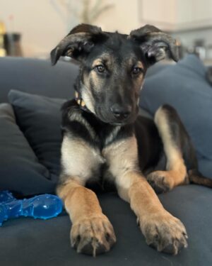 Kenny Brain Instagram - Everyone. Meet Kevin. My new son. I adopted him from a rescue agency this weekend and I couldn’t be happier! It’s been a long time since I’ve had a puppy so we are still getting into our groove - but he’s sleeping through the night and pooping outdoors so I think we are off to a pretty damn good start. Obviously, this is a puppy content account now so be prepared