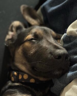 Kenny Brain Instagram - Everyone. Meet Kevin. My new son. I adopted him from a rescue agency this weekend and I couldn’t be happier! It’s been a long time since I’ve had a puppy so we are still getting into our groove - but he’s sleeping through the night and pooping outdoors so I think we are off to a pretty damn good start. Obviously, this is a puppy content account now so be prepared