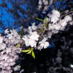 Kento Nakajima