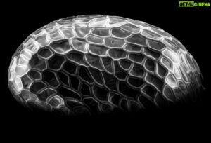 Keon Alexander Instagram - GUT FEELING: What is this?

“The forest was shrinking but the trees kept voting for the axe, for the axe was clever and convinced the trees that because his handle was made of wood he was one of them.”⁣⁣
- Turkish Proverb⁣⁣
⁣
⁣
⁣
⁣
⁣
⁣
⁣
⁣
⁣
Scanning Electron Microscope ⁣
Photograph of a Blueberry Seed ⁣
by Robert Dash⁣⁣
@robertdashphotography⁣
[Filtered]