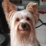 Kevin Nash