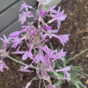 Khaled Abol Naga Instagram - I keep observing flowers 🙏🧚‍♂️🧚‍♀️🧚