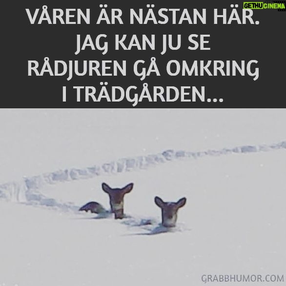 Kikki Danielsson - 1.9K Likes - I mitt huvud fladdrar det runt en massa tankar om, Hur jag ska hitta Vårtecken😳🌷Inte så lätt med tanke på, hur Mkt snö som ligger kvar som ett Omöjligt Klister🥵Men Idag såg jag Faktiskt ett Tecken: vägen fr min grind t min bil var tinad på Många ställen🥳🎉✌️Men nästa snöstorm kan ju uppenbara sig när som helst👹