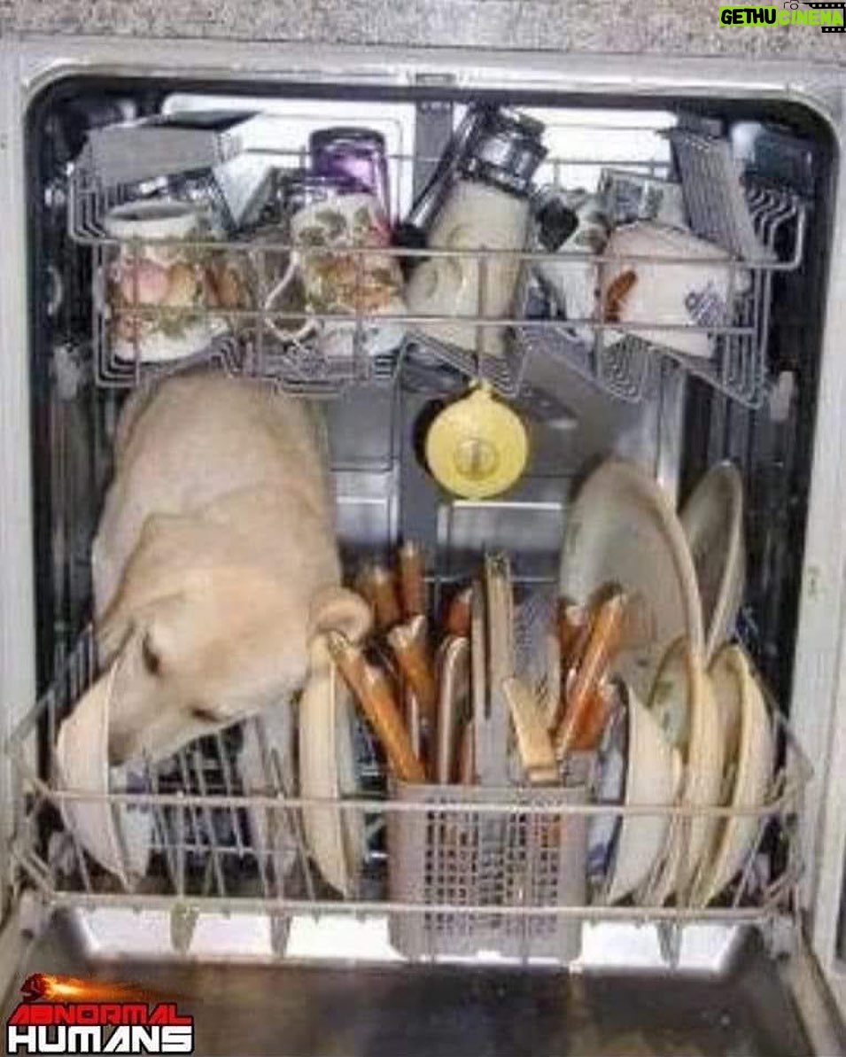 Kikki Danielsson - 1.6K Likes - NÄ, Minsann!! Det lutar Nästan åt att jag Måste skaffa hund igen🤔Försöker spara El på Alla Möjliga å Omöjliga sätt🥵Försöker mota bort Alla Rädslor å Bekymmer, å ersätta dessa negativa känslor med att istället tänka på Allt Fint jag har omkring mig🌹🌹🌹🌹🌹