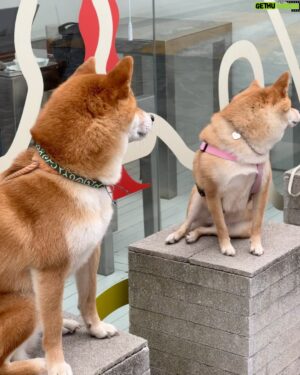 Kim Hyeon-jae Instagram - 🐶