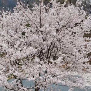 Kim Hyun-sook Instagram - #짧아서#더아름다운#밀양집마당#우뚝서있는그대
내년봄에또와줘