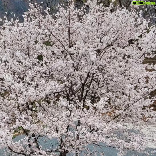 Kim Hyun-sook - 565 Likes - #짧아서#더아름다운#밀양집마당#우뚝서있는그대
내년봄에또와줘
