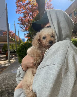 Kim Hyung-suk Instagram - 2007.10.01~2024.03.08 

우리 쭈가 형아 윌리를 따라 갔습니다. 애기때부터 워낙 착하고 순해서 가기전까지 으르릉 소리 한번 제대로 못들어봤네요ㅎㅎ
3년전부터 몸이 조금씩 안좋아져서 약도 먹고 집에서 주사도 맞았는데 쭈가 살려는 의지가 강해서 기적적으로 나아지고 잘 버텨왔었는데요~
눈이 실명하고 나서도 1년이나 더 버티고 잘 지내다 갔습니다. 
가기 전날까지도 아프지 않고 편하게 눈을 감았네요! 17년이라는 오랜시간동안 함께해줘서 그리고 버텨주고 사랑해줘서 고맙다쭈 사랑해👍
이제 내 마음속에 '윌리쭈' 저장❤️