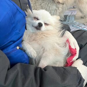 Kim Hyung-suk Instagram - 저번 봉사때 유독 안기던 포메 그 녀석....2달만에 아직 잘 있나 찾아봤더니...이번에도 또 보자마자 안기는데..2달만에 많이 컸구낭
간택 당한 것인가..........(흔들흔들)

#유어사이드 @1yourside #유기견입양 #유기견보호소 #용인유기견