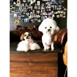Kim Jae-duck Instagram - 🐶월드형과 산덕이